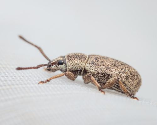 Réf. 318 585 : Pseudomeira sp.